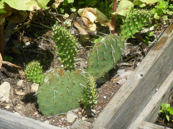 2025 06 19 Prickly Pear 4 New Pads