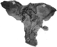 Photograph of fossil Archaeopteryx lithographica