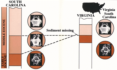 Diagram showing how to use fossils to recognize rocks of the same or different ages
