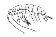 Amphipoda