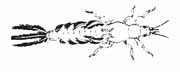 Ephemeroptera