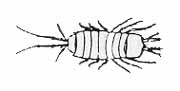 Isopoda