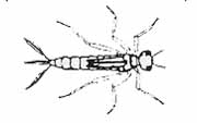 Odonata