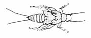 Plecoptera
